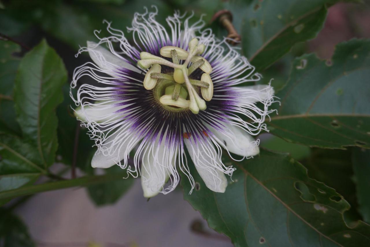 Hospedagem Sabor Da Trilha Vale do Capao Bagian luar foto