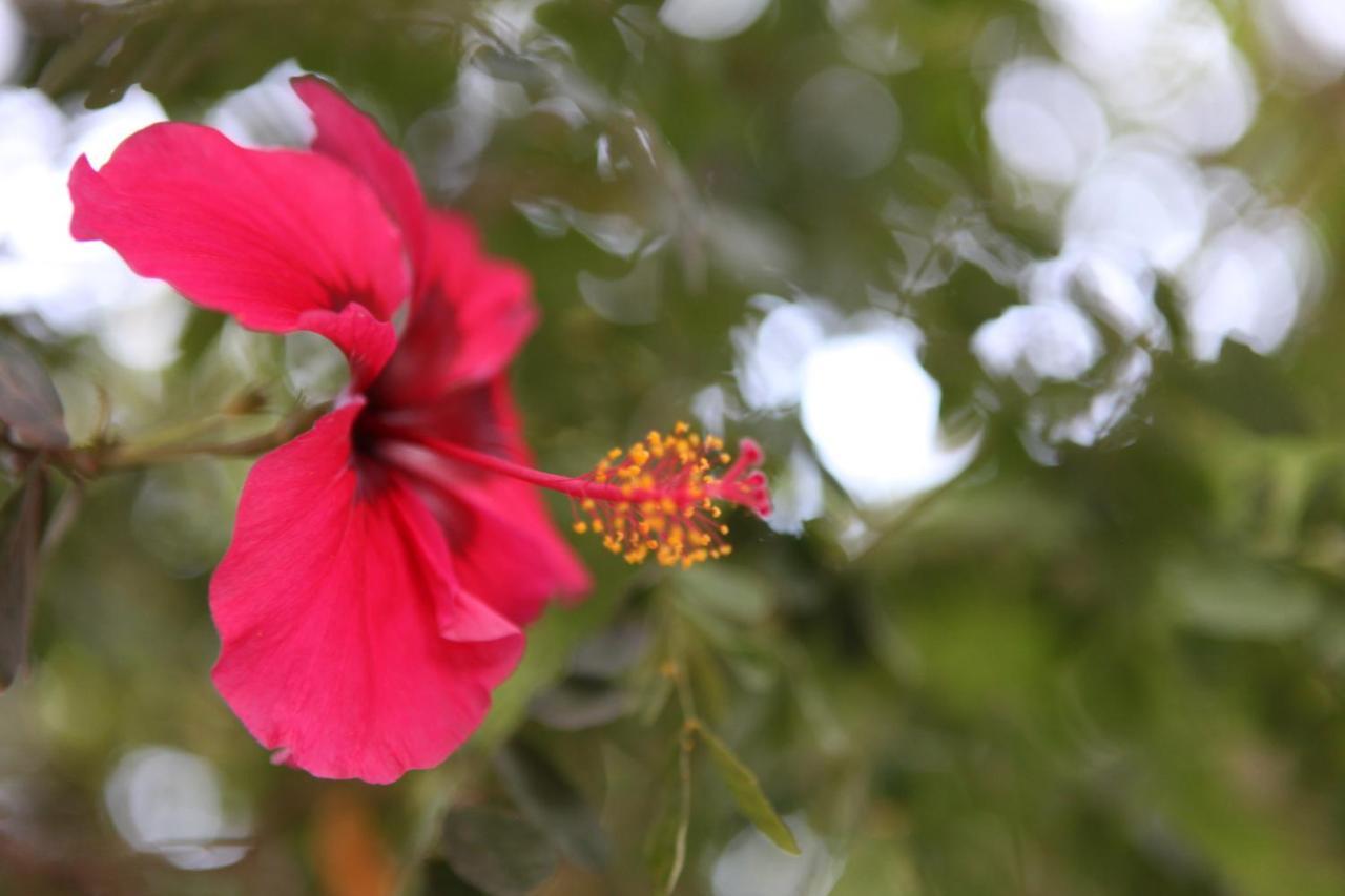 Hospedagem Sabor Da Trilha Vale do Capao Bagian luar foto